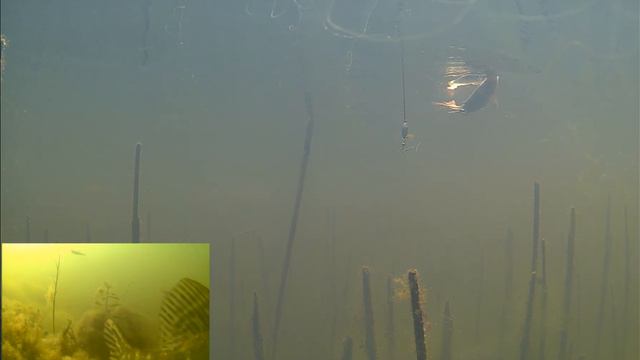 Подводная съмка.Большая Щука Схватила ЖИВЦА и была поймана! Рыбалка Осень 2021. смотреть онлайн