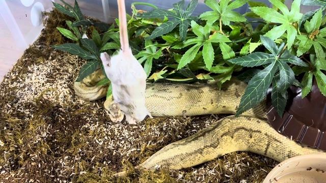 ZELDA | Royal Python | #strike #highlight III (23.10.23) смотреть онлайн