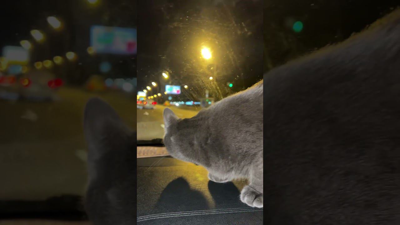 Бьянка купила крипту. Ей стало веселей смотреть онлайн