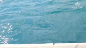 Такой рыбалки на Черном море никто не ожидал! Ловим скатов(морскую лису) на удочку / ИванTrotiL