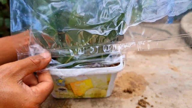 Easy Way of Propagation Leaves in Sand Till Great Root Forms смотреть онлайн