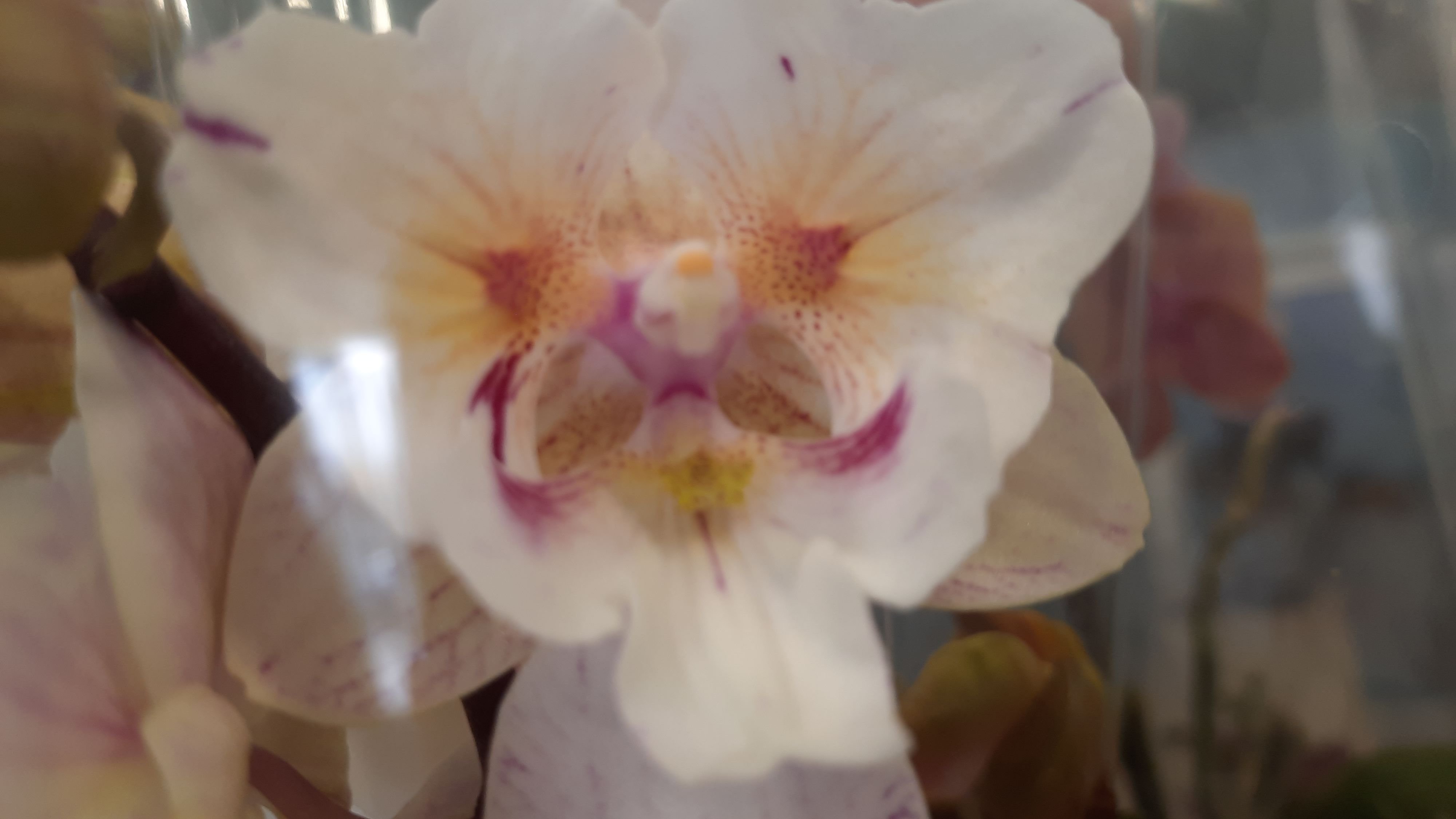 НОВЫЙ ЗАВОЗ В ОРХИДЕЮ//10.02.24// смотреть онлайн