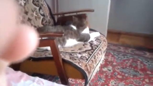 Кот спрятал у собаки косточку и не отдает😂😂😂Очень смешно😂смотреть Всем😂 смотреть онлайн