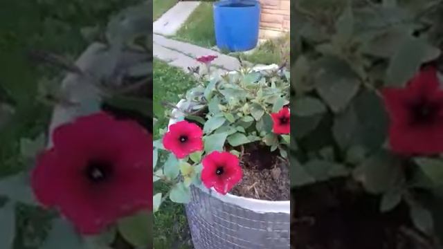 Большие вазоны своими руками смотреть онлайн