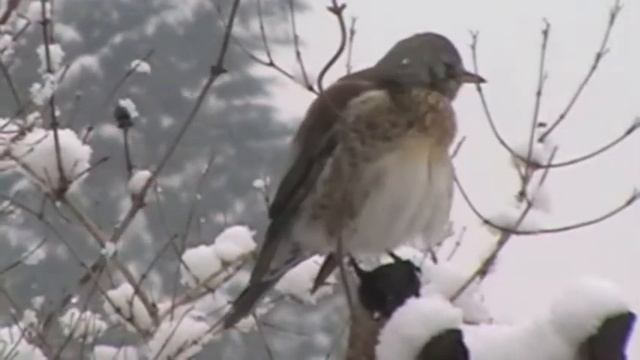 Fieldfare - Panasonic SDR-S26 смотреть онлайн