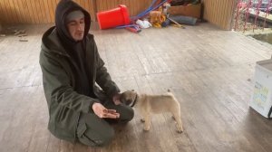 Команда фу