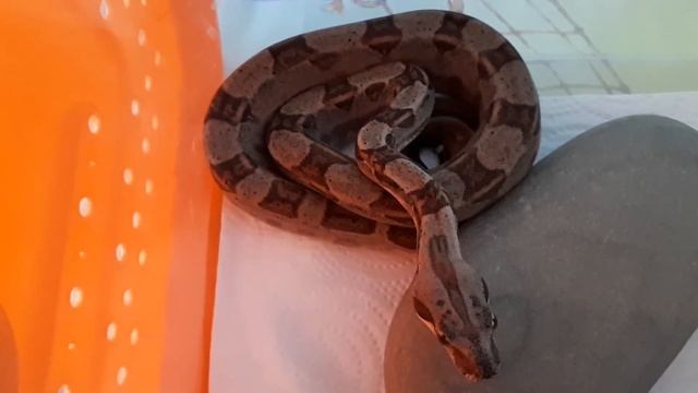 BCI Salmon_Motley / Малыш "императора" смотреть онлайн