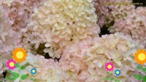 Гортензия метельчатая вайт лайт. Краткий обзор, описание hydrangea paniculata whitelight