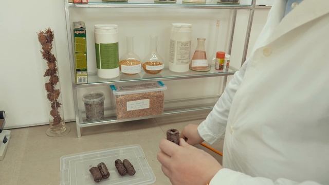 Еко малина. Проращивание семян хвойных растений. Кедр гималайский. смотреть онлайн