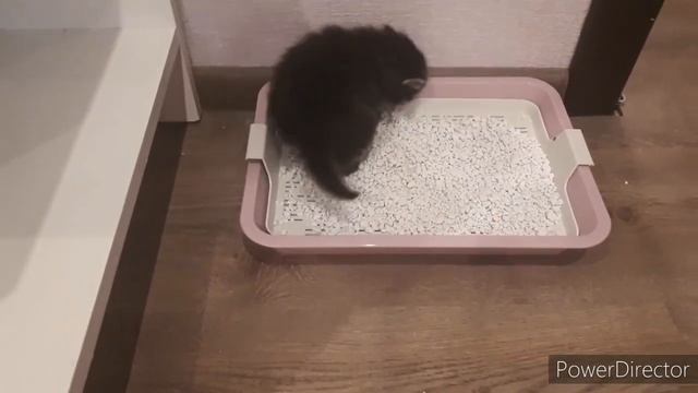 Как приучить котёнка к лотку// Красоты нашего двора смотреть онлайн