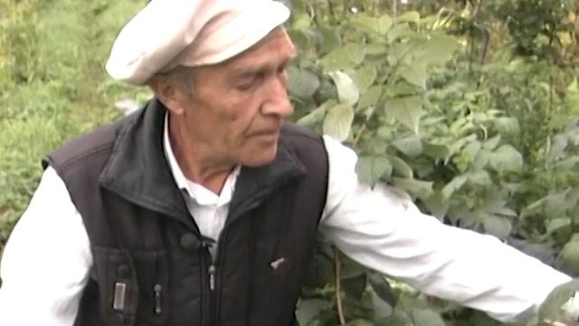 Каждому сорту малины особый подход смотреть онлайн