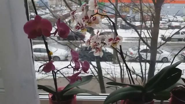 Цветение орхидей зимой Лампа Фитохром смотреть онлайн