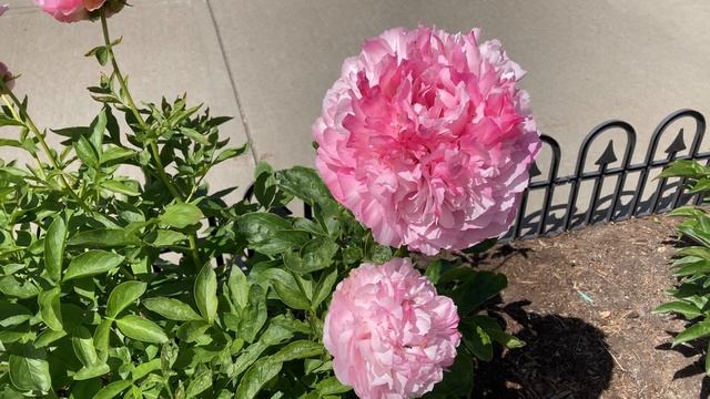 2021 Bloom Season - Pink Cotton Candy (Reath, D.L., 2000) смотреть онлайн