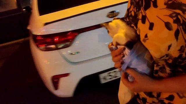 Панди, продолжение. смотреть онлайн