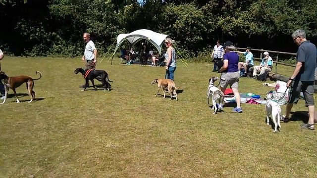 Retired Greyhound Show - Sighthound category смотреть онлайн
