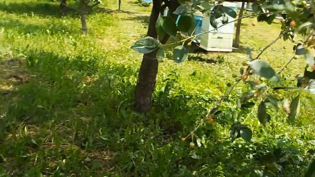 Обсушка полурамок в июне смотреть онлайн