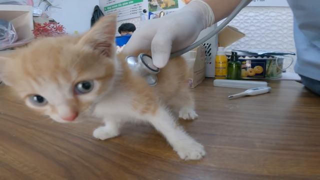Poor cat stuck under the wheel of a containerbut no one caresI tried my best to save the kitten смотреть онлайн