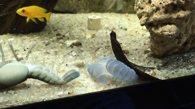 Линька австралийского рака Ябби! смотреть онлайн