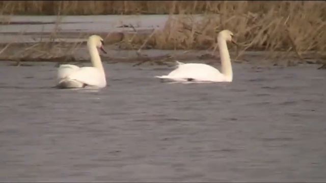 Река Южный Буг и ее обитатели: лебеди, дикие утки, сокол и др. The Southern Bug River смотреть онлайн