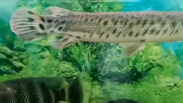 КИЕВСКАЯ ВЫСТАВКА РЫБ!ХМЕЛЬНИЦКИЙ🐠 смотреть онлайн