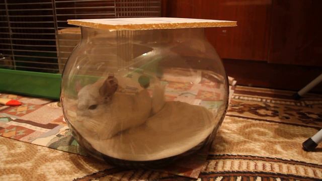 Купание любимого шиншилла. смотреть онлайн