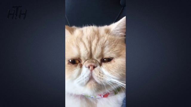 ? CATS PURRING Videos ? Cat Purr Sound ASMR | CUTE смотреть онлайн
