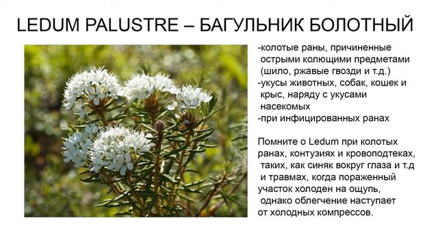 Аптечка первой помощи /2 лекция Ледум смотреть онлайн