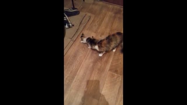 Большая кошка знакомиться с маленьким котёнком. Приколы смотреть онлайн