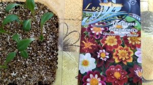 Георгины Денди смесь.  Выращивание из семян.