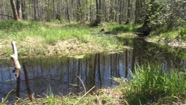 Море грибов и засады на дорогах. Поход к болоту Чаща-Ладва.