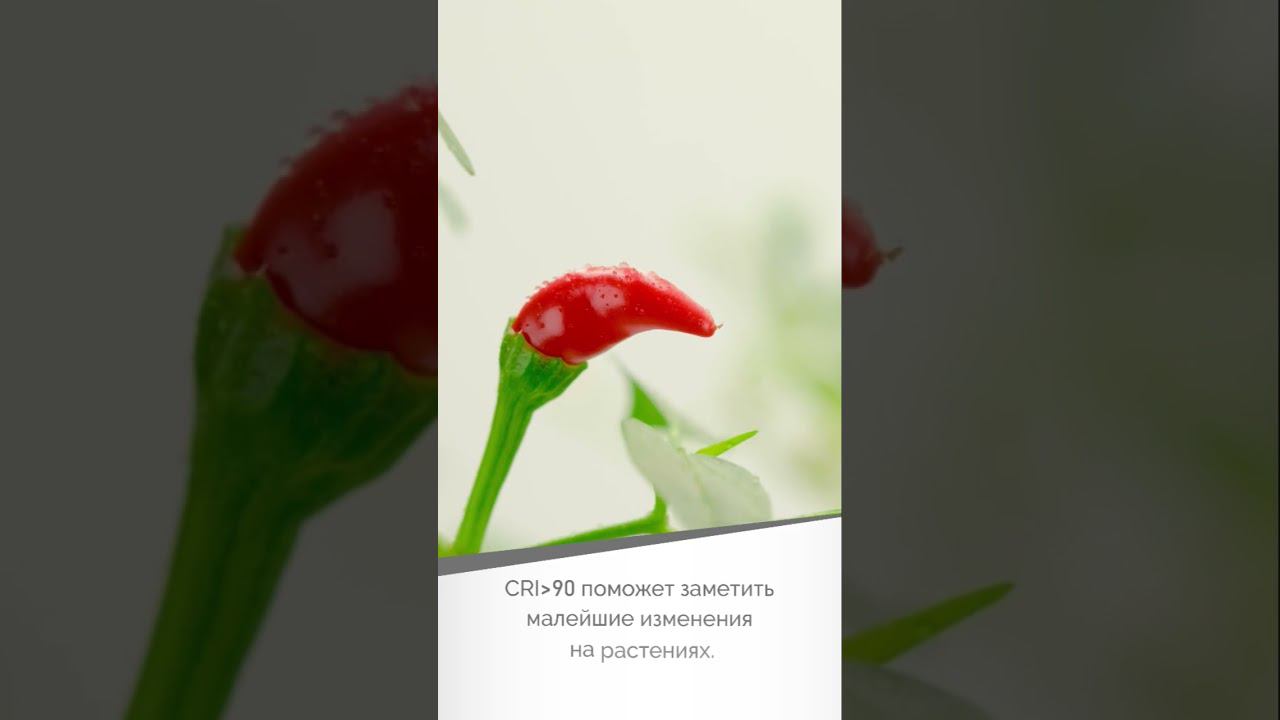 Как выращивать рассаду на подоконнике. Обзор фитоленты от Arlight смотреть онлайн