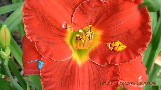 Лилейник гибридный Силоам Пол Ваттс ? обзор: как сажать, луковицы лилейника Силоам Пол Ваттс смотреть онлайн