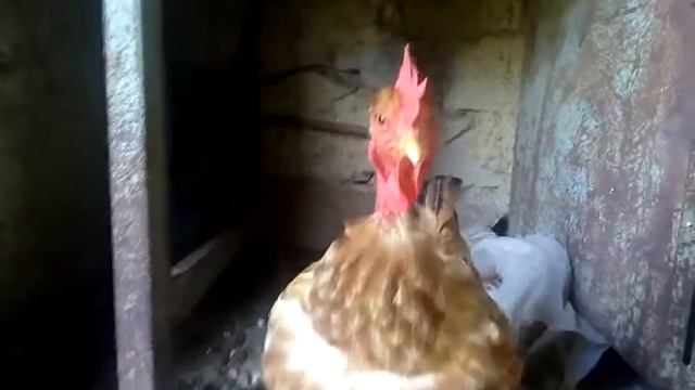 Кот курка смотреть онлайн