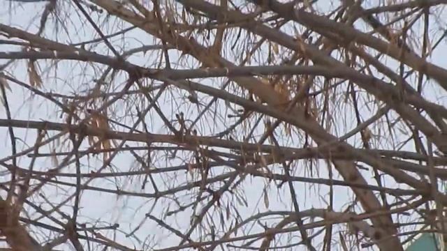 Eurasian Bullfinch | Снегири (Pyrrhula pyrrhula) обедают на ясене смотреть онлайн