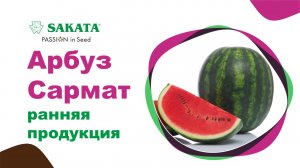 Ранние арбузы с вкусной красной мякотью. САРМАТ F1 #раннийарбуз #семенаарбуза #арбузсармат