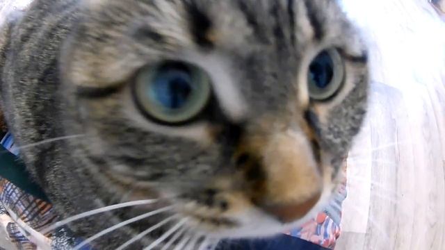 Мой кот Тихон воюет с видеокамерой, что-то ему не понравилось смотреть онлайн