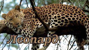 Кошачьи. Виды кошачьих. Рассказы о животных детям.