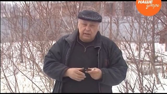 Специальный нож для прививок растений смотреть онлайн