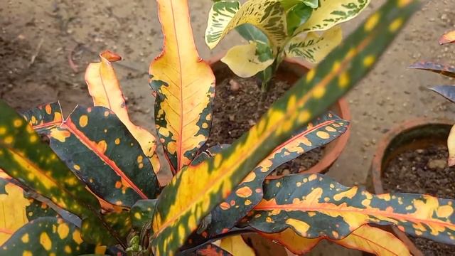 All about Croton and it's care смотреть онлайн