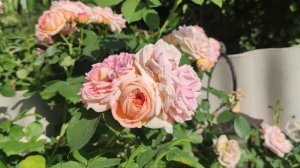 Плетистая роза "Алхимист",очень приятно пахнет и очаровывает своим окрасом