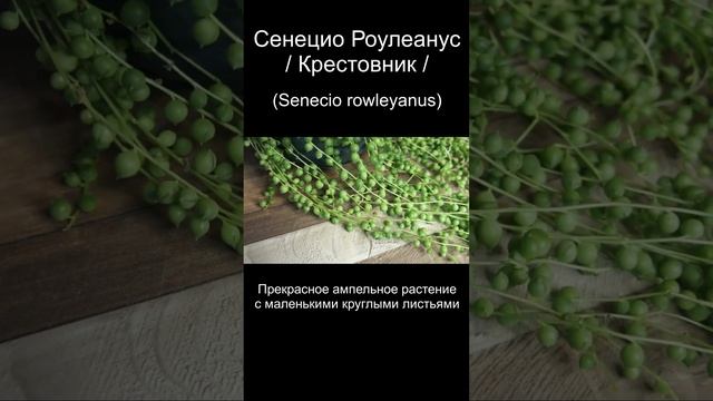 Растение «Нитка жемчуга» или Сенецио Роулеанус / Крестовник смотреть онлайн