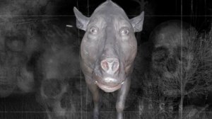 Жуткие мемы