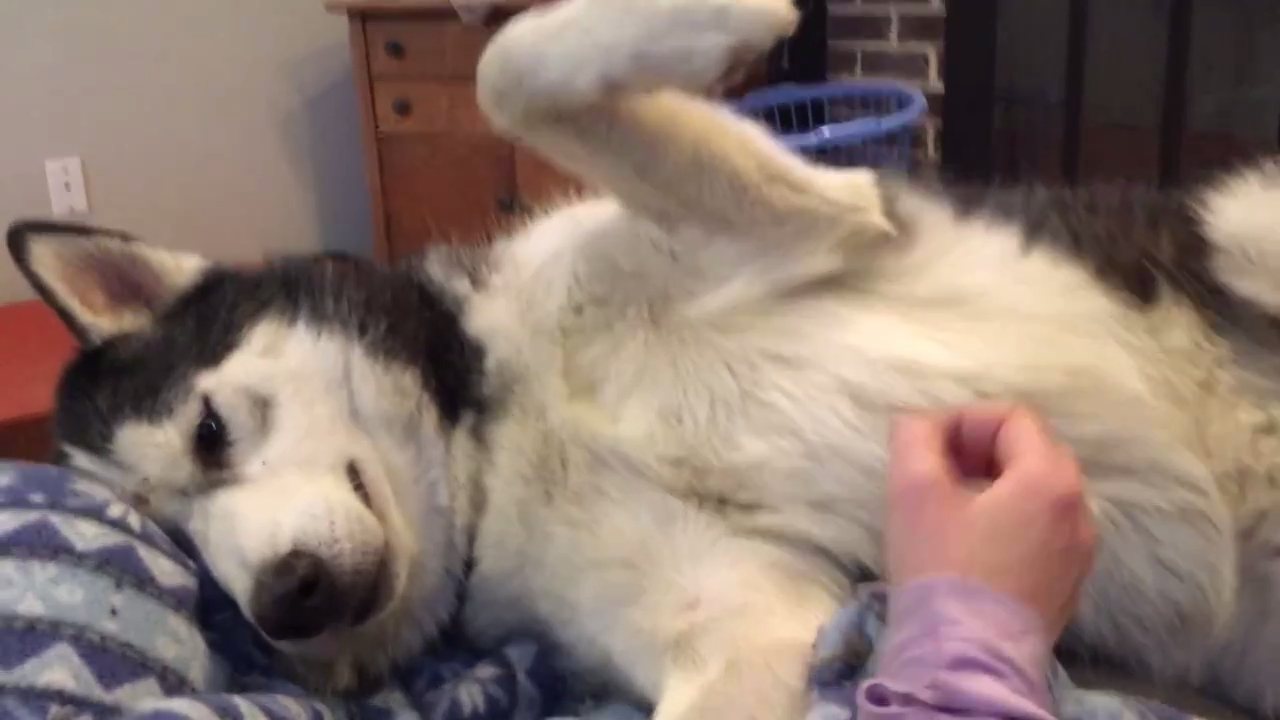 Хаски требует почесать его