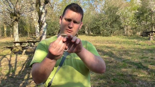 Lución (Anguis fragilis) un increible lagarto ¡Que no tiene patas! GONZALO. смотреть онлайн