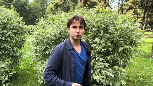 ЭТО РАСТЕНИЕ УКРАСИТ ВАШ УЧАСТОК ДАЖЕ ЗИМОЙ / КРАСОТА КРУГЛЫЙ ГОД / смотреть онлайн