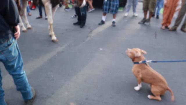 Horse VS Pitbull смотреть онлайн