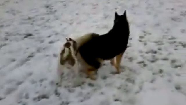 pitbull & akita [ rossi & princess ] смотреть онлайн