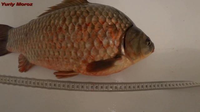 Крупный карась 1300 грамм на фидер. Рыбалка на карася смотреть онлайн