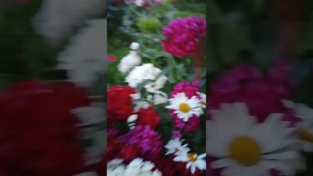 Бражник колибри. Карелия 2023.