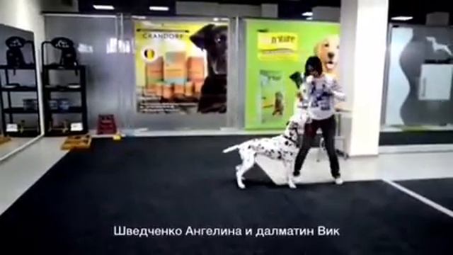 Далматин Вик - трюки смотреть онлайн